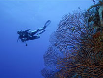 Royal West Indies Dive photo