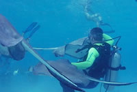 Sunset House Resort Dive photo